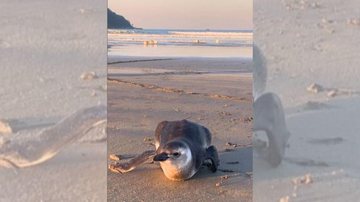 Nesta época do ano, os pinguins-de-Magalhães migram da Patagônia PInguim é encontrado na faixa de areia da orla de Praia Grande | Vídeo Pinguim na faixa de areia da praia do Canto do Forte, em Praia Grande - Reprodução/Instagram Remoterapia