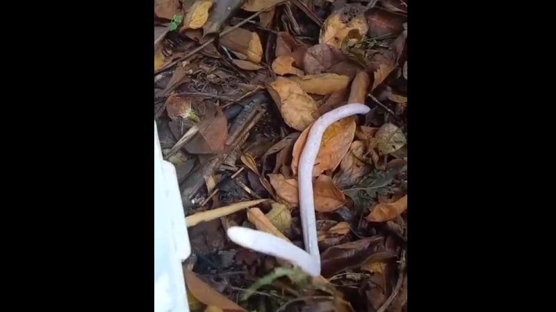 Biólogo encontra cobra-de-duas-cabeças no quintal de casa em SC
