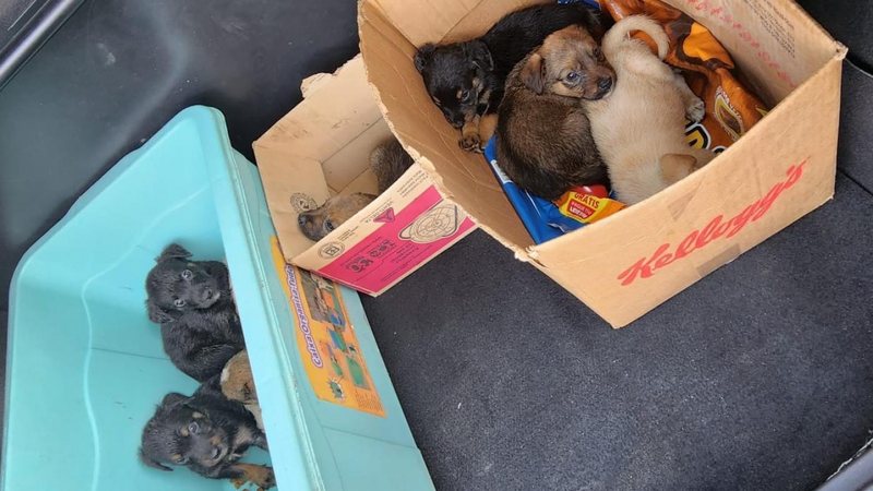 Peludos foram levados para a Codevida para receber os cuidados veterinários Cachorrinhos abandonados são resgatados pela GCM de Santos Filhotes de cachorro abandonados - Divulgação/Prefeitura de Santos