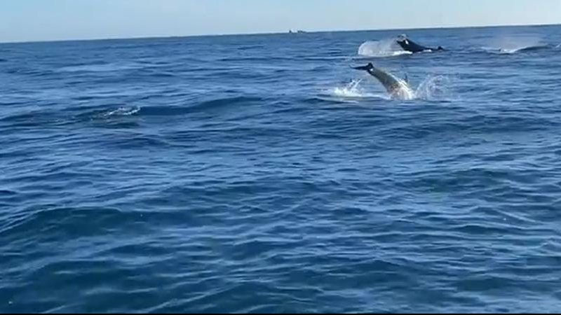 Golfinhos e Baleias Jubartes avistadas em Ilhabela Baleia Jubarte - Imagem: Ana Luiza Botan
