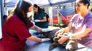 Sempre bom lembrar que os bichinhos de estimação devem ser transportados em segurança no dia da cirurgia Bertioga: Castramóvel vai atender pets do Morada da Praia Cãozinho sendo examinado - Denise Calazans/Prefeitura de Bertioga
