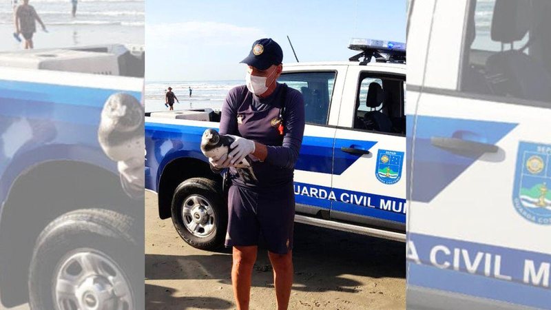 Somente este ano, a Guarda Costeira resgatou 4 pinguins nas praias da cidade, sendo três vivos e um já sem vida Praia Grande: pinguim é resgatado na praia da Aviação Agente da Guarda Costeira de Praia Grande segura pinguim na praia - Divulgação/Prefeitura de Praia Grande