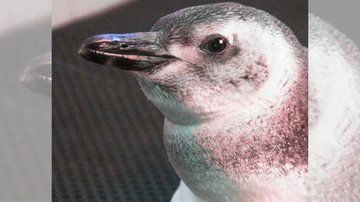 Essa coisinha fofa já apresenta evolução clínica Pinguim encontrado em Praia Grande segue em reabilitação em Guarujá Pinguim encontrado em Praia Grande - Reprodução/Instituto Gremar