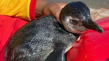 Em longas viagem migratória, pinguim jovem pode ter se desgarrado do grupo Pinguim encalha em praia de Itanhaém Pinguim - Imagem: Divulgação / GBMar