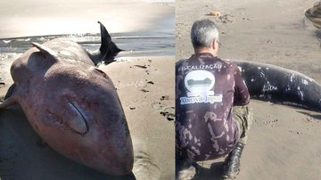Animal é da espécie cachalote-pigmeu, muito semelhante a uma baleia Golfinho da mesma espécie que encalhou em Santos é encontrado morto em São Vicente Imagens do golfinho morto na praia de Itaquitanduva - Reprodução/Parque Estadual Xixová-Japuí