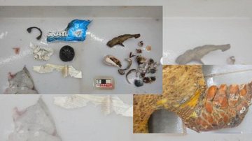 Imagens mostram o que foi encontrado dentro do estômago do animal e sua nadadeira com amputação Litoral sul: carcaça de tartaruga é encontrada com cano de PVC na boca - Reprodução/IPeC