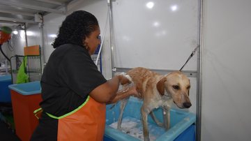 Previsão é que cinco mil pessoas compareçam nesta segunda edição do Pet Stop Peludos em festa: vai ter Pet Stop em Praia Grande este mês! Cachorro tomando banho - Prefeitura de Praia Grande