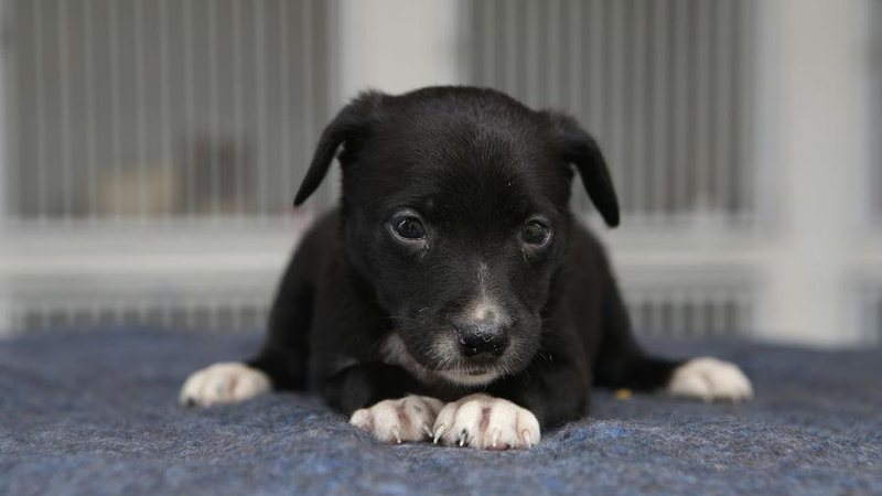 Como Cuidar de Filhotes Órfãos (Gatos & Cachorros)