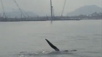 Baleia jubarte perdida é flagrada nadando no canal de Santos