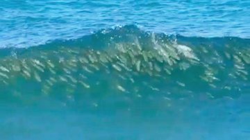 Centenas de tainhas descendo onda
