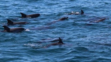 Mais de 60 golfinhos promoveram um espetáculo em Ubatuba - Divulgação/Instituto Argonauta