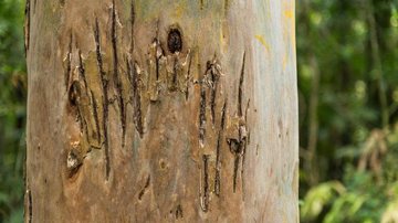Ranhura de onça em árvore do Parque das Neblinas - Eliza Carneiro