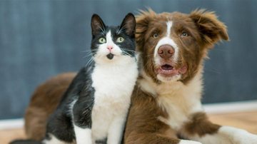 ONG promove dia do animal de estimação em Guarujá (SP) Cão e Gato - Imagem ilustrativa: Reprodução