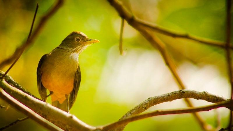 Curso trará técnicas de diagnóstico de fauna e flora - Silvio Dutra