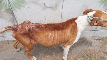 Animal estava magro e precisou de atendimento médico veterinário urgente - Divulgação