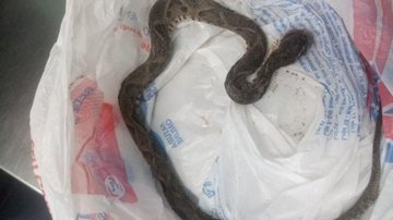 Cobra da espécie 'jararacuçu' foi morta a tamancadas - Reprodução/Internet