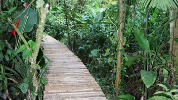 Imagem Fazenda Acaraú: a Mata Atlântica é a nossa praia