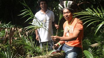 Índios da Terra Indígena Ribeirão Silveira comercializam mudas de palmeira juçara e outras plantas - Pedro Rezende