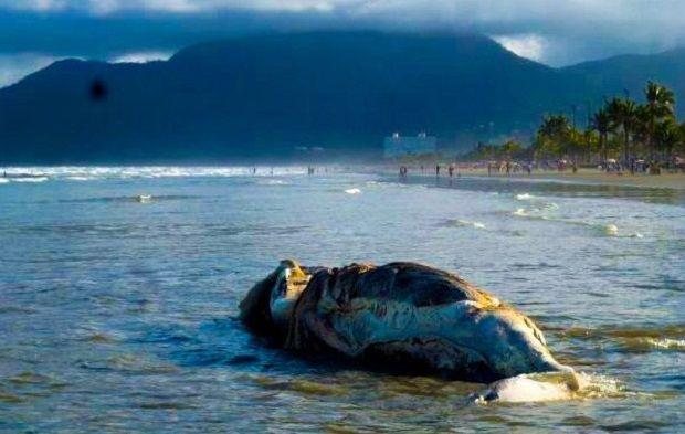 Baleia foi retirada pela prefeitura de Peruíbe na Praia do Arpoador - Reprodução Internet