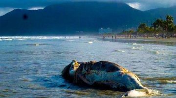 Baleia foi retirada pela prefeitura de Peruíbe na Praia do Arpoador - Reprodução Internet