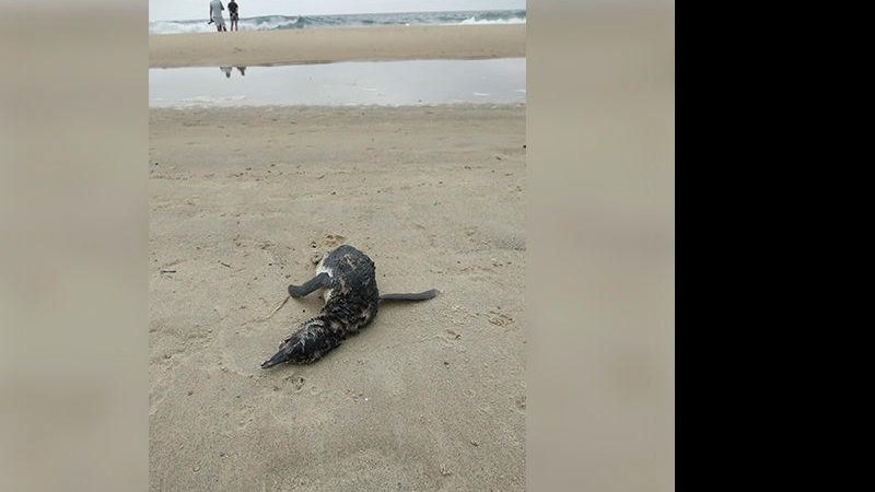 Animal mede 62 centímetros e foi resgatado pelo Instituto Argonauta - Enviado via WhatsApp