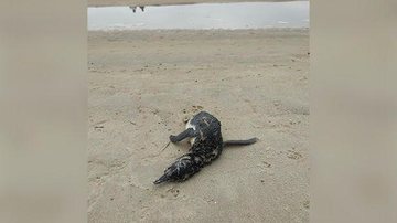 Animal mede 62 centímetros e foi resgatado pelo Instituto Argonauta - Enviado via WhatsApp