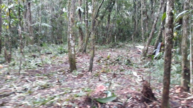 Caso caracteriza-se como invasão, supressão de vegetação e construção irregular de barracos - Divulgação/DOA