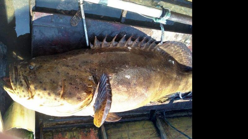 Pesca de peixe raro e ameaçado de extinção é proibida - Divulgação/Polícia Ambiental