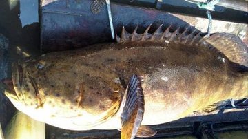 Pesca de peixe raro e ameaçado de extinção é proibida - Divulgação/Polícia Ambiental