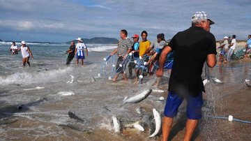 Pesca da Tainha na praia de Jurerê, em Florianópolis/SC. - Divulgação