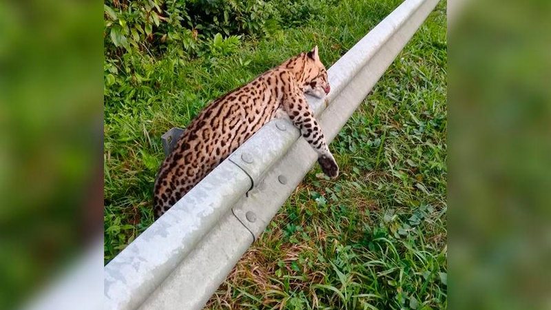 Jaguatirica pode ter sido atropelada na manhã deste sábado, 28 - Envia via WhatsApp