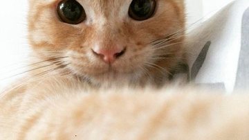 Cães e gatos poderão ser analisados por veterinários no local - Instagram.com/sou_caramelo
