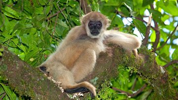 O muriqui do sul ou mono-carvoeiro é o maior primata das Américas e atualmente está em perigo crítico de extinção - Divulgação/Portal Serra da Mantiqueira