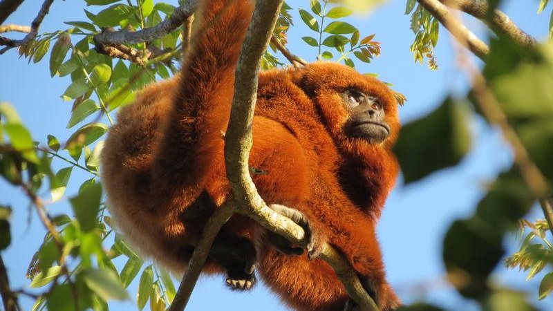 Morador de Ubatuba (SP) faz sessão de fotos com macacos saguis e viraliza  nas redes sociais