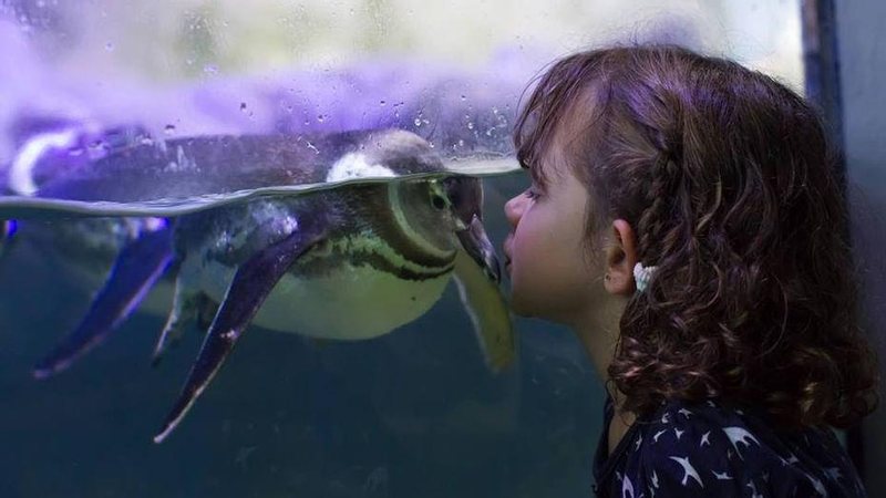 O aquário privado é pioneiro no conceito de educação ambiental - Carol Velloso/Divulgação