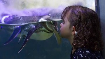 O aquário privado é  pioneiro no conceito de educação ambiental - Carol Velloso/Divulgação