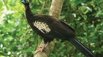 Jacutinga, espécie de Mata Atlântica em risco de extinção - Divulgação/PEIb