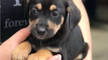 Um dos cãezinhos do Canil do Guarujá - Canil do Guarujá