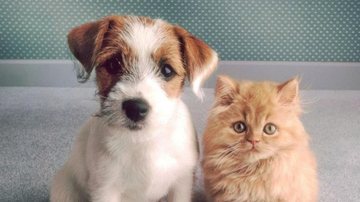 Cães e gatos serão castrados gratuitamente em Guarujá - Reprodução Internet