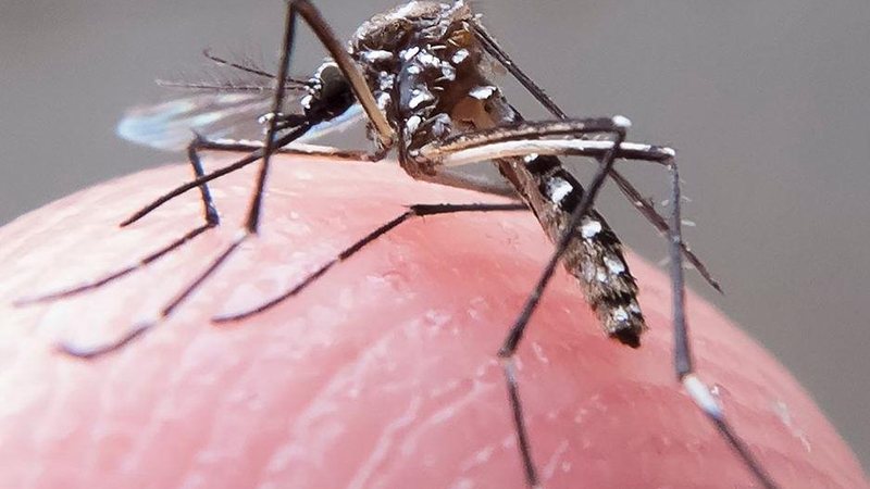 Aedes aegypti transmite febre amarela - JCN