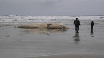 Costa Norte