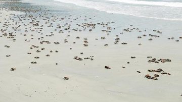 Costa Norte
