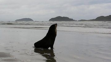 Costa Norte