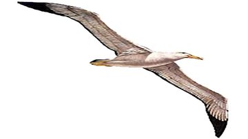 Costa Norte