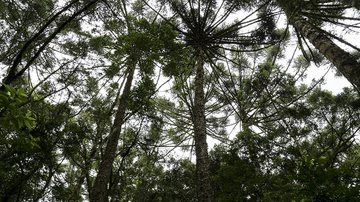 Costa Norte