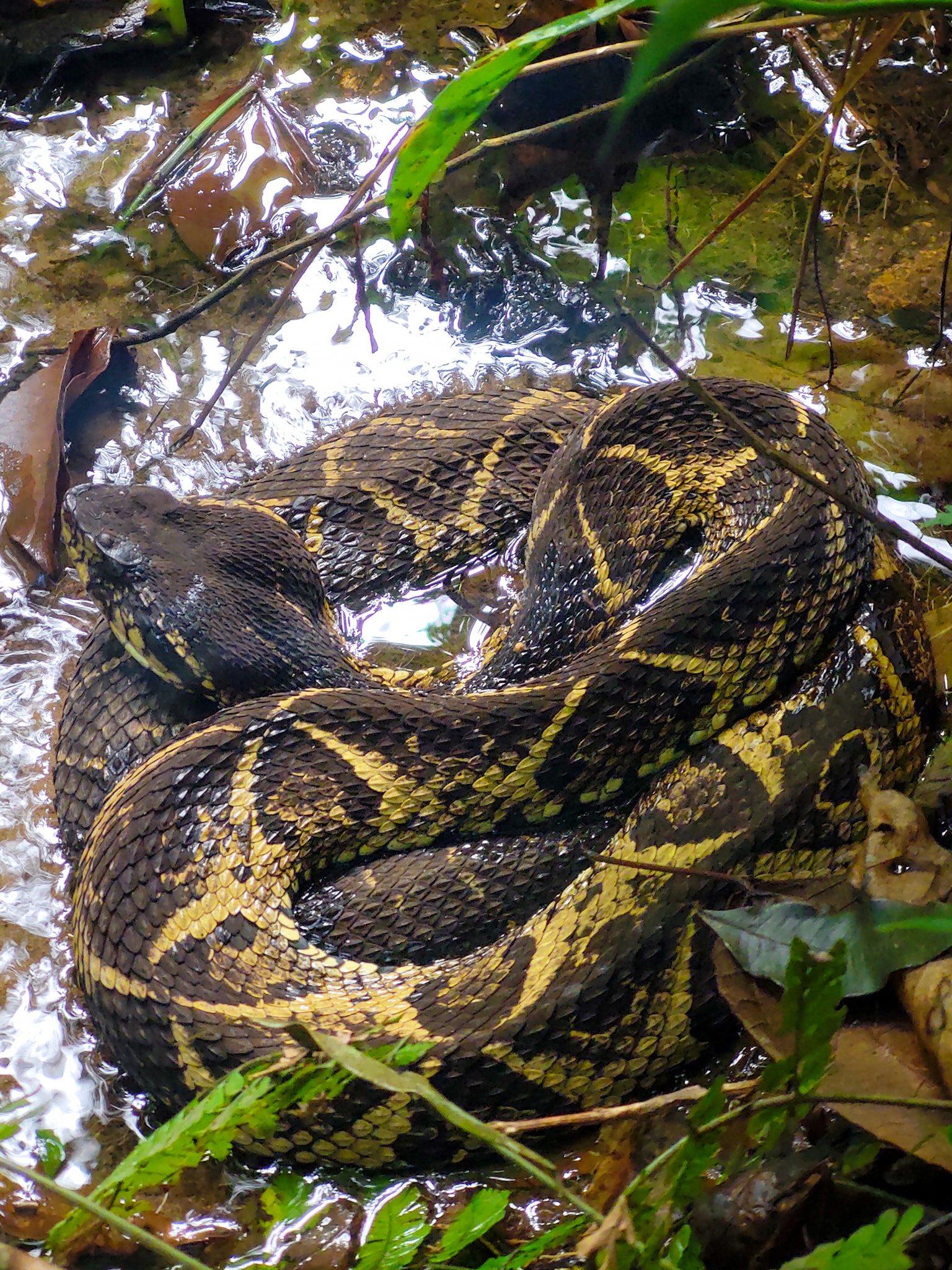 Serpentes comuns em Ubatuba - Curiosidades de Ubatuba