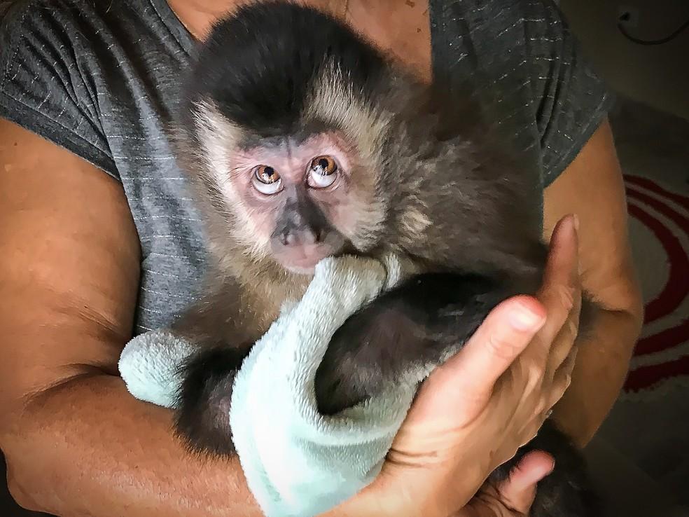 Filhote de macaco-prego é resgatado de cativeiro em Caraguatatuba