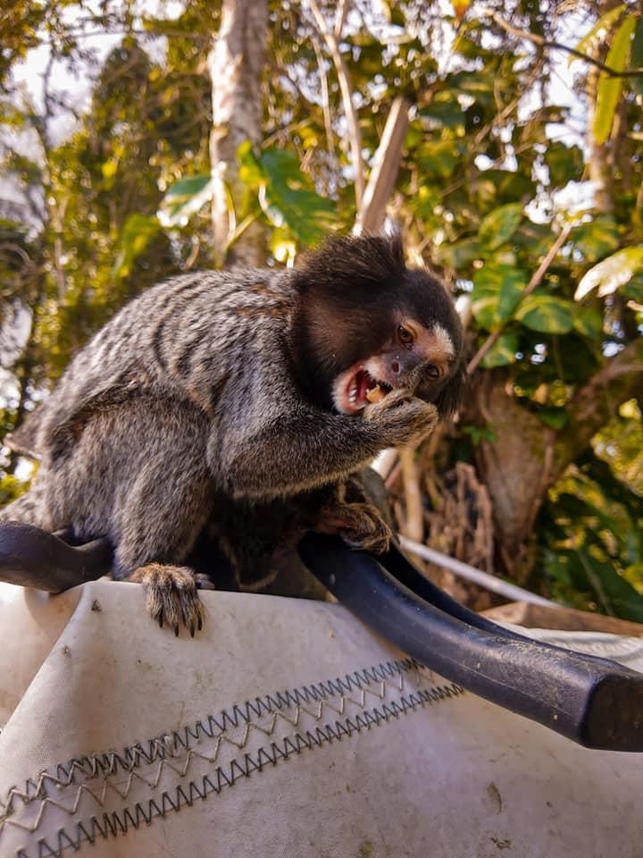 Morador de Ubatuba (SP) faz sessão de fotos com macacos saguis e viraliza  nas redes sociais