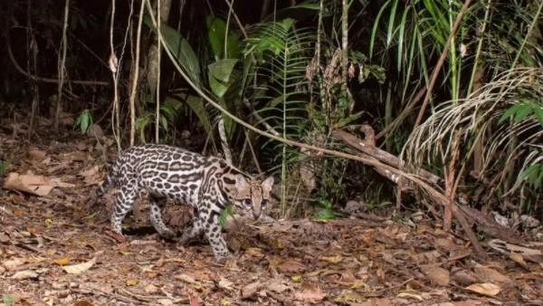 Felino importante para a manutenção da biodiversidade, sofre com a perda de habitat Jaguatirica (Reprodução/ICMBio)