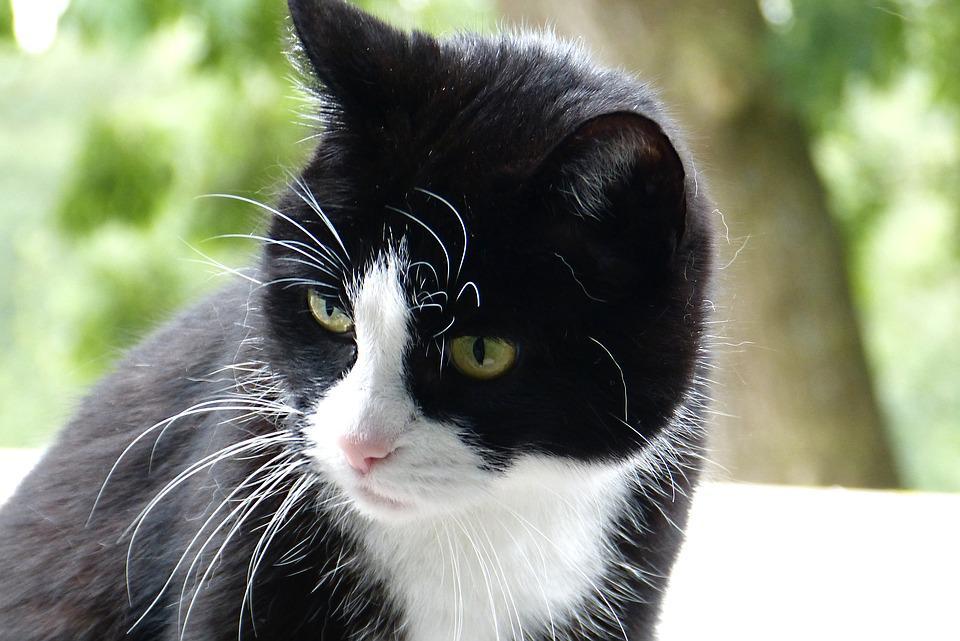 Gatos pretos: entenda o estigma que leva sofrimento a estes animais até  hoje - Pets - Diário do Nordeste